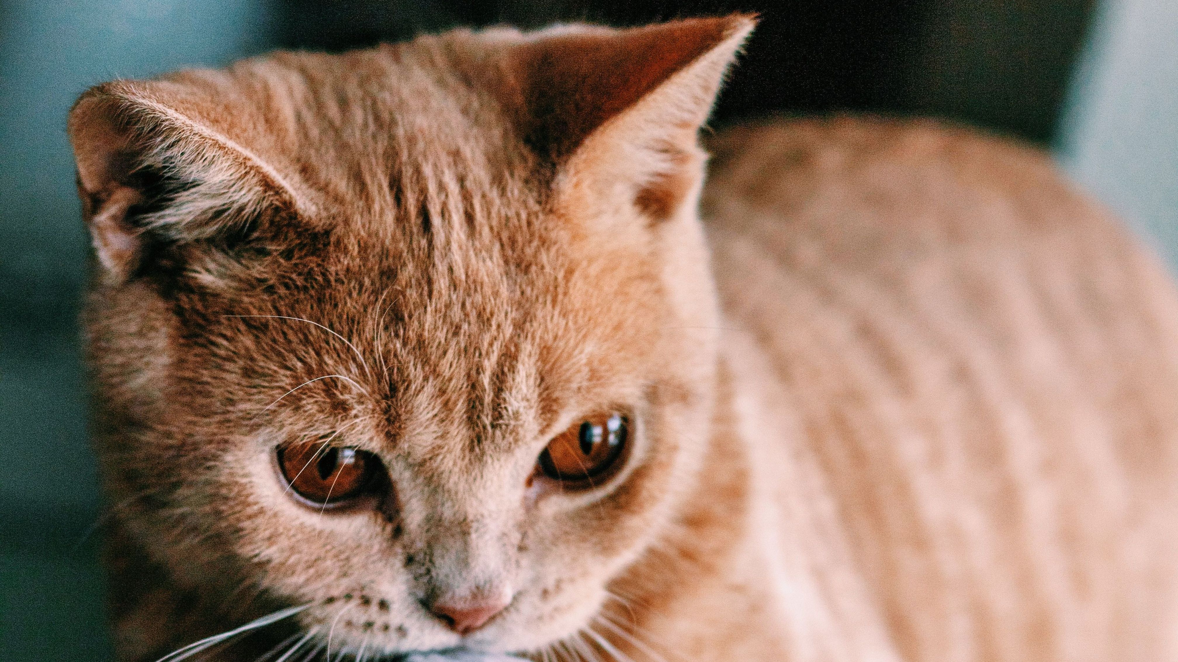 natuerliche feind von nagetieren
