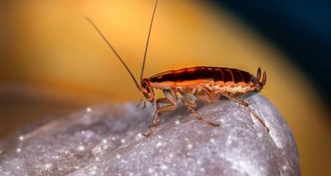 Sind Schaben gefährlich