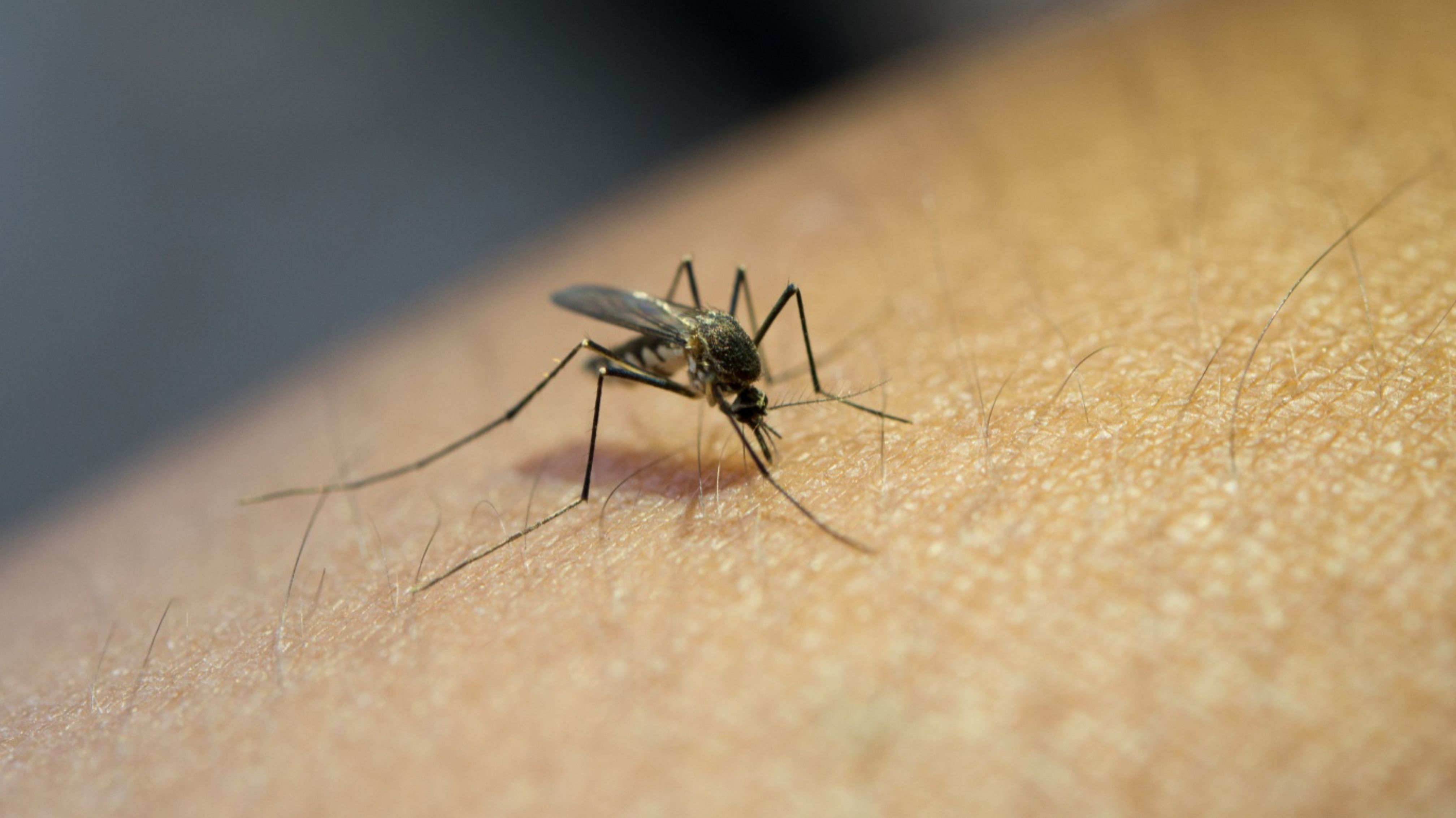 Wie kann man Mücken loswerden?