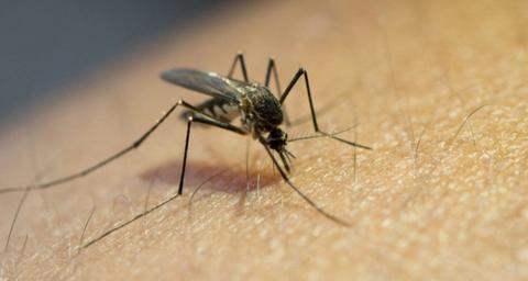 Wie kann man Mücken loswerden?