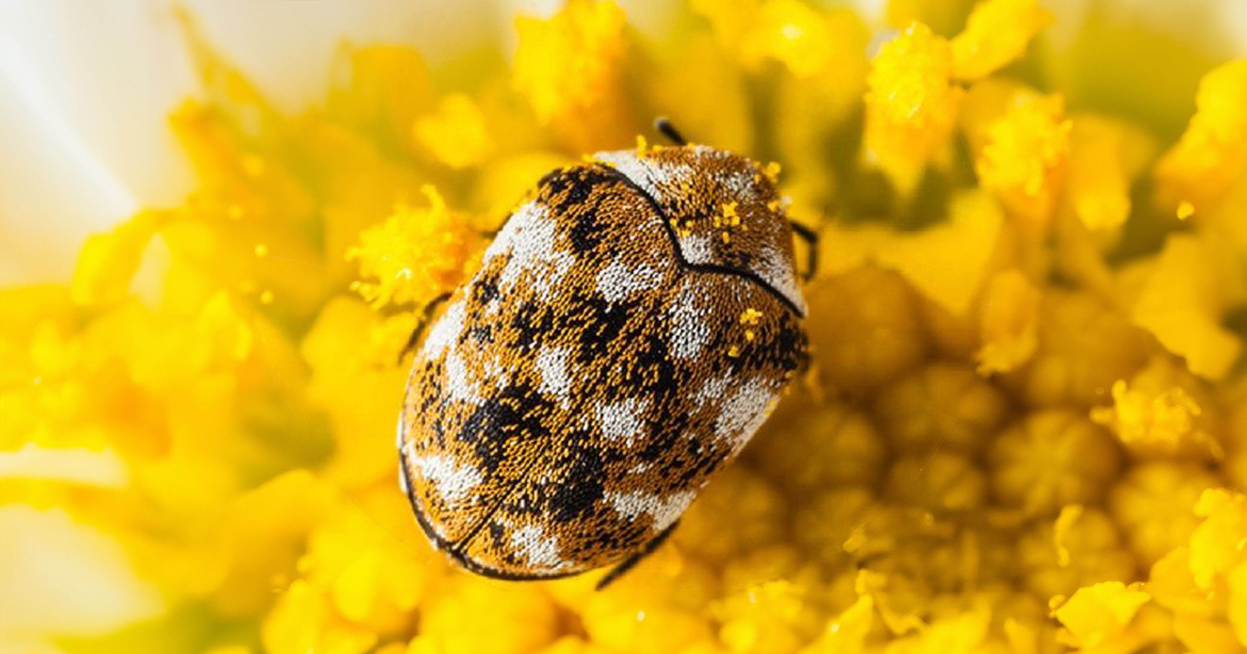 Unterschiede zwischen Teppichkäfern und Bettwanzen