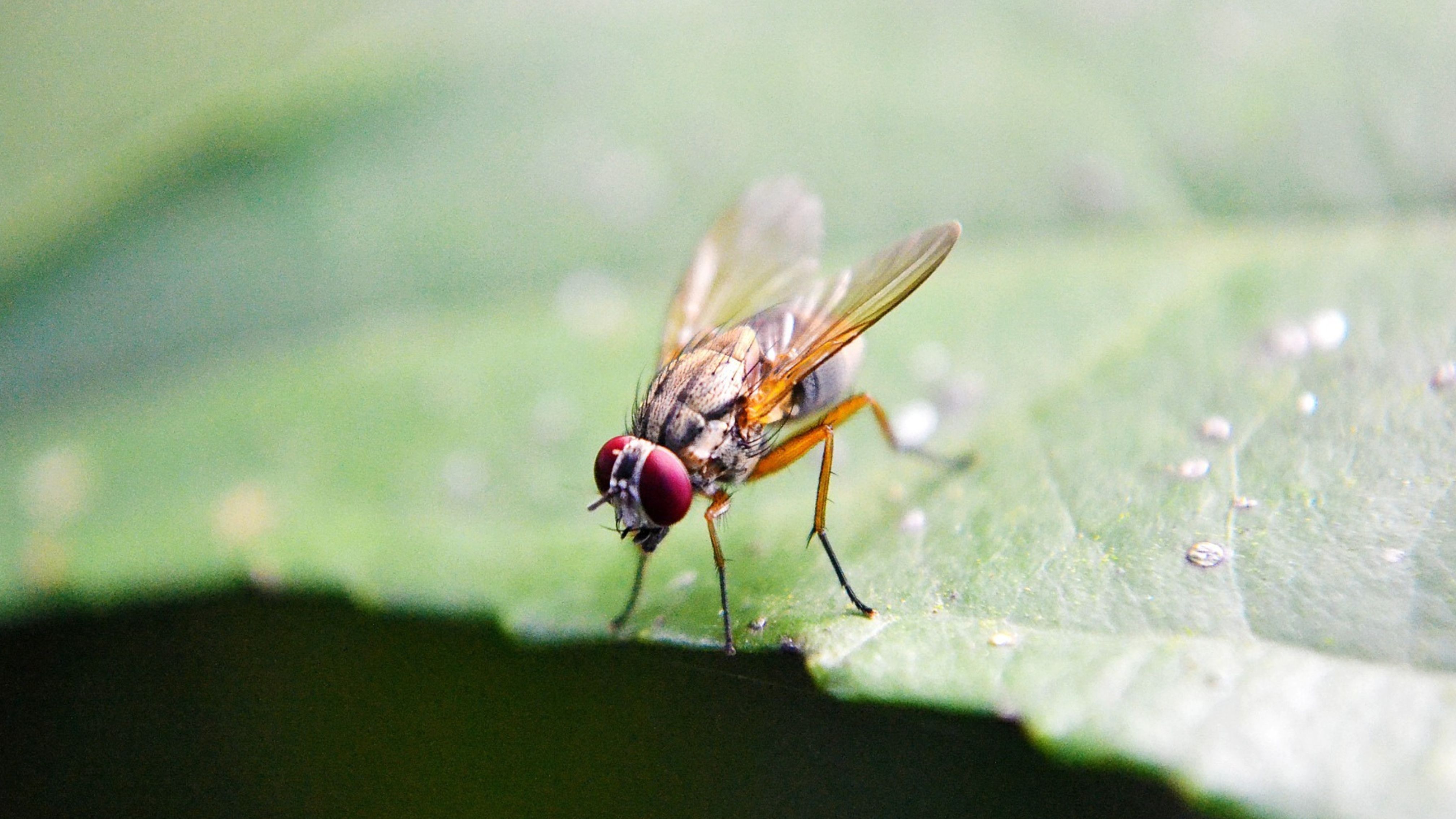 Fruchtfliege lebensdauer