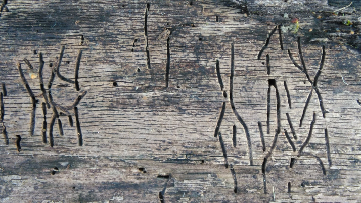 Brauner Splintholzkäfer