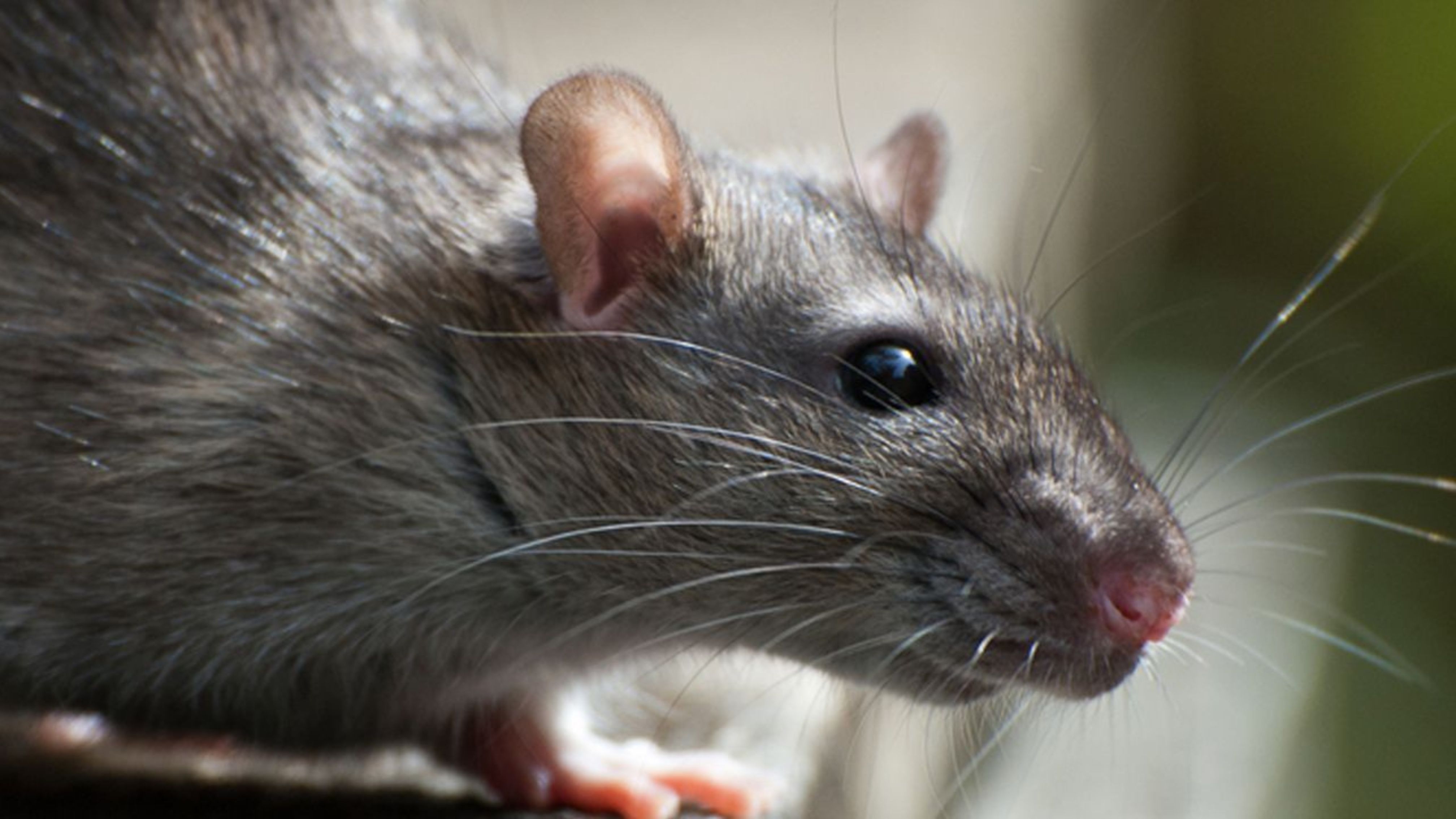 Unterschiede zwischen Ratten und Mäusen