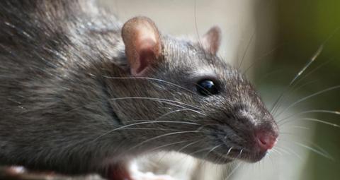 Unterschiede zwischen Ratten und Mäusen