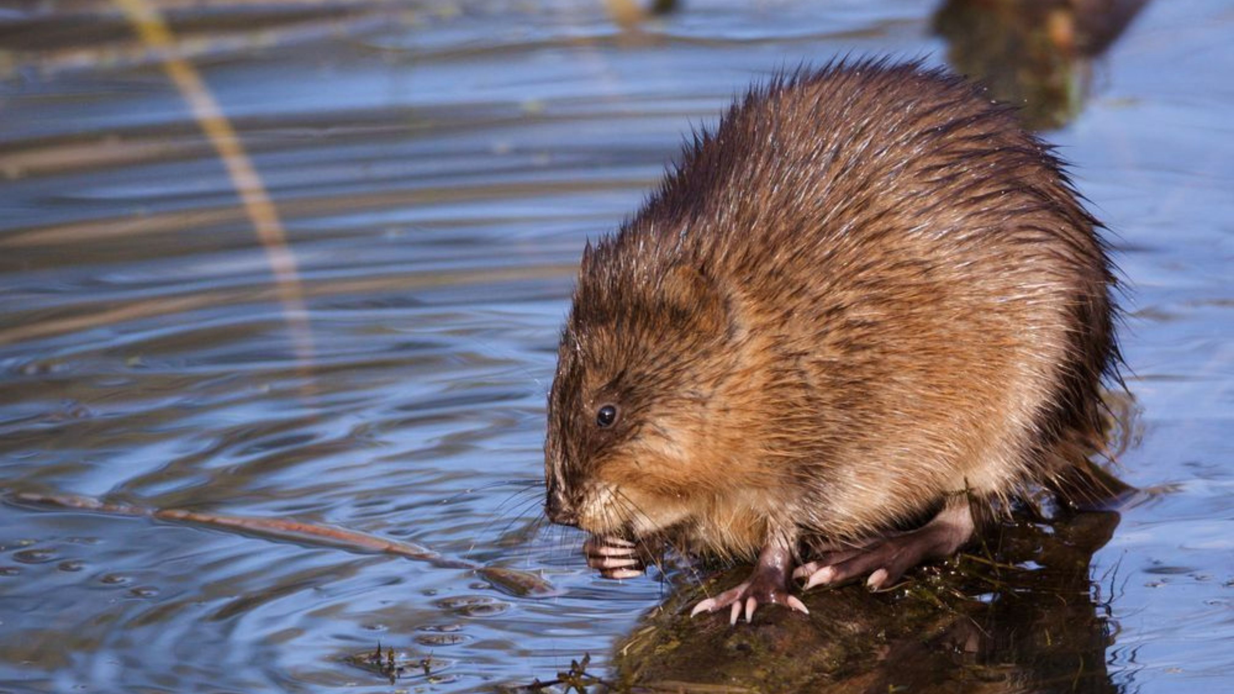 Bisamratten erkennen