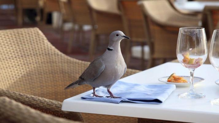 Taube am Tisch in Restaurant