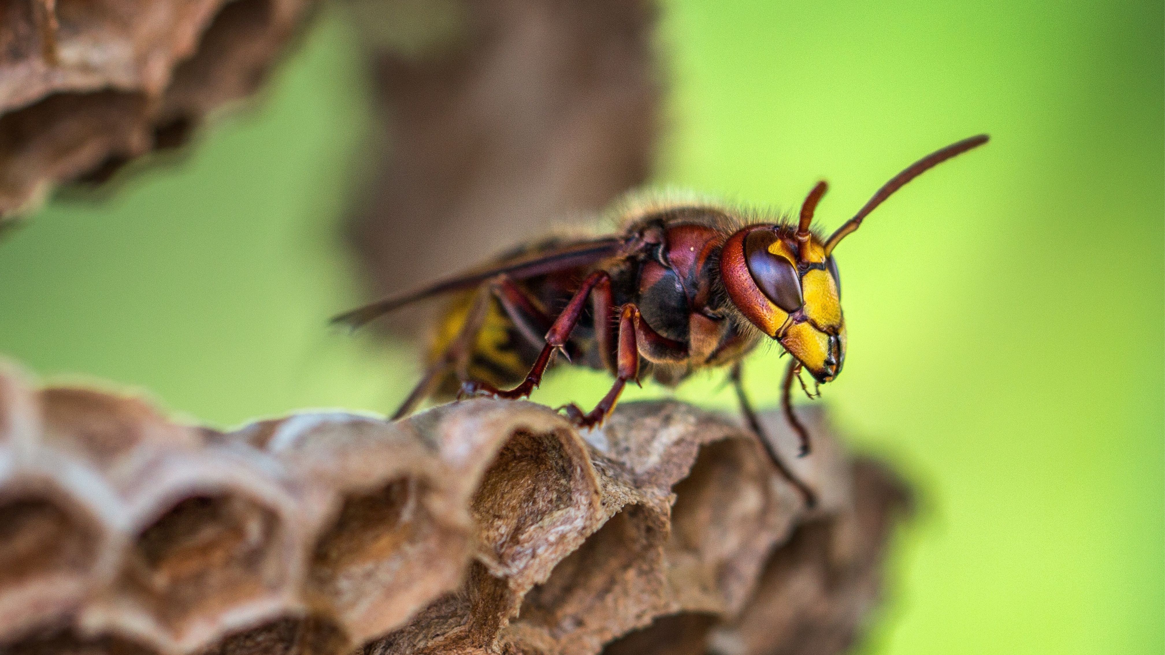 Was kann man gegen Hornissen machen?