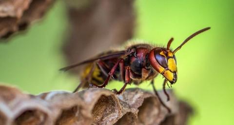 Was kann man gegen Hornissen machen?