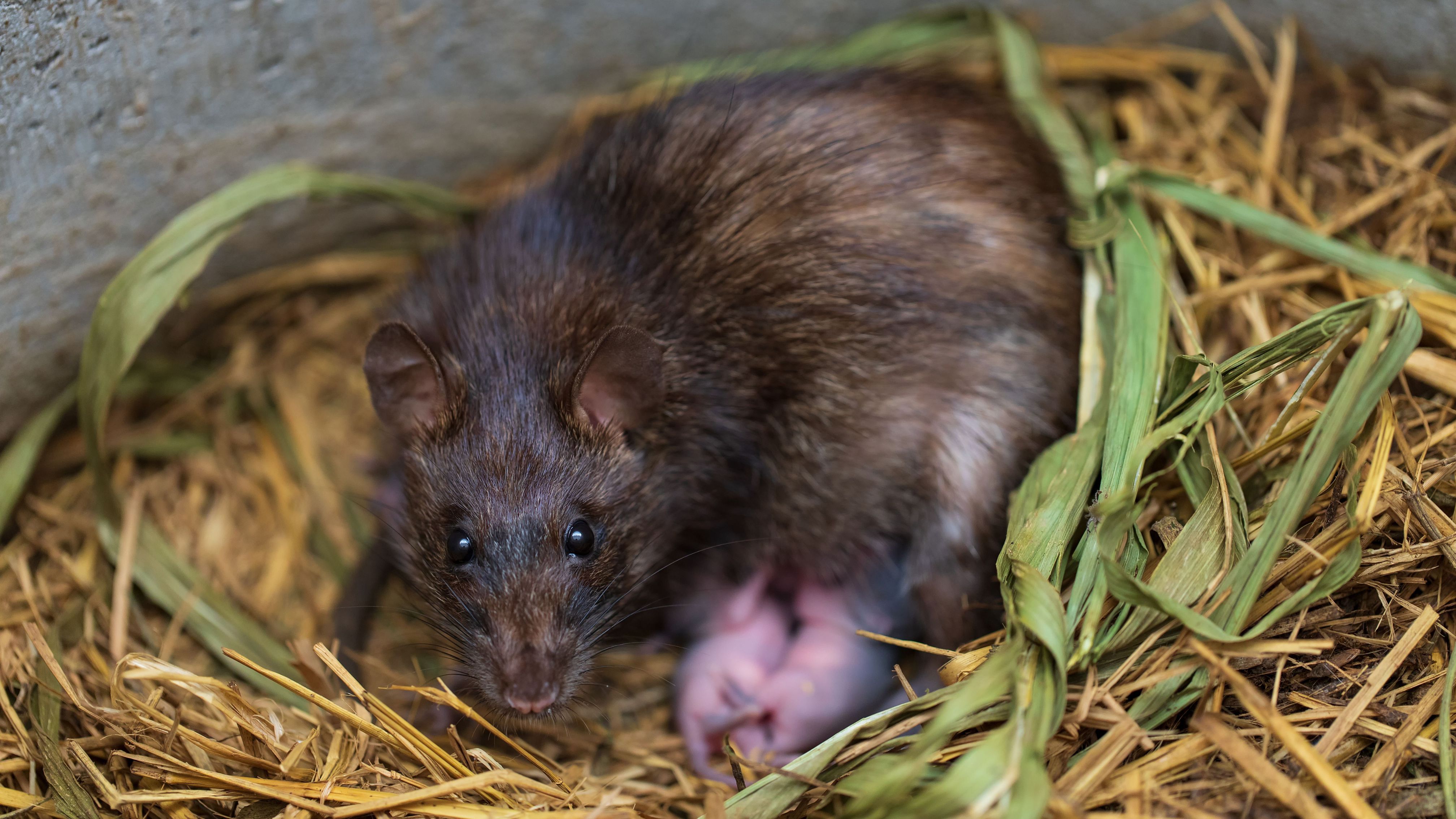 Ratten mit Jungen