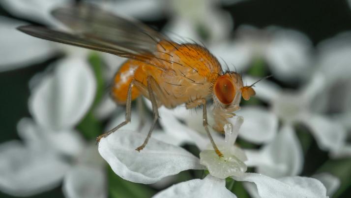 Fruchtfliegennahrung