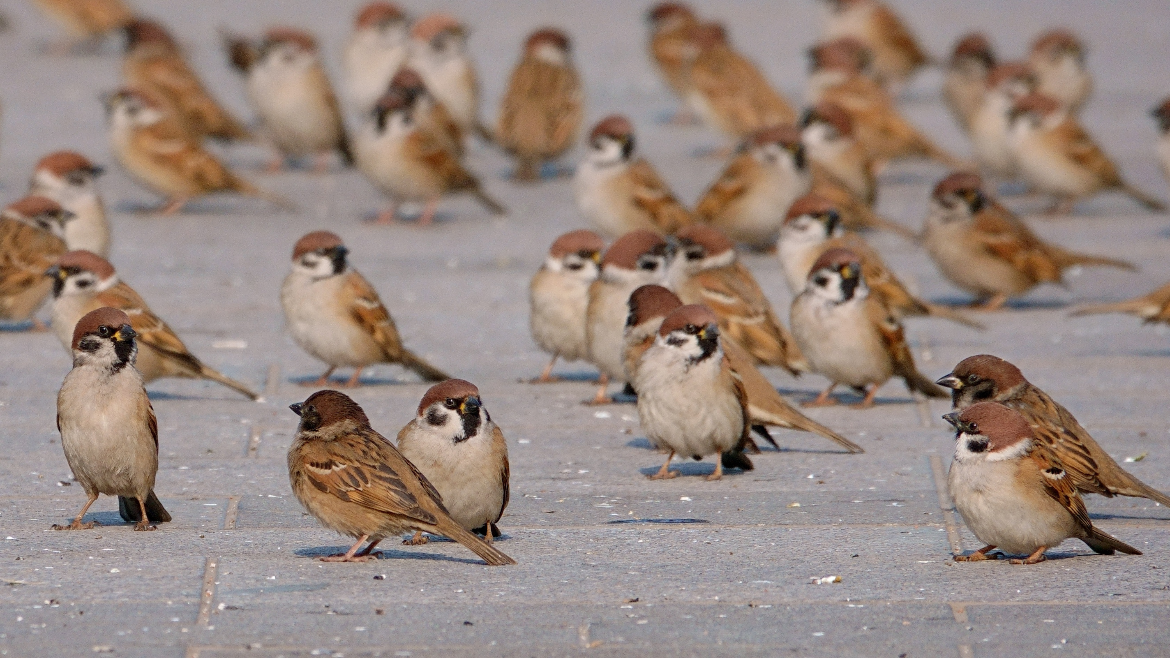 Spatzen in der Stadt