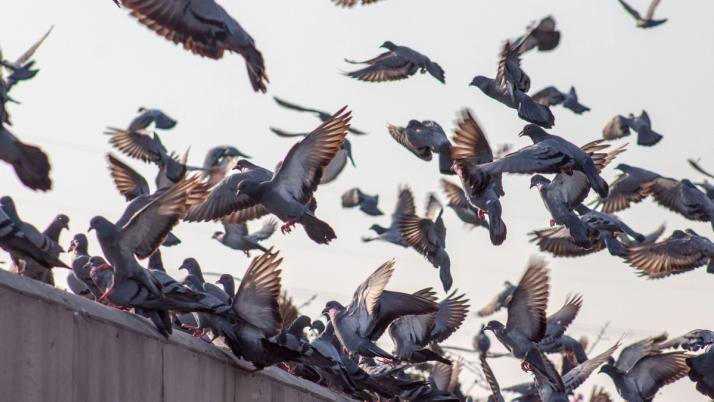 bird pest control