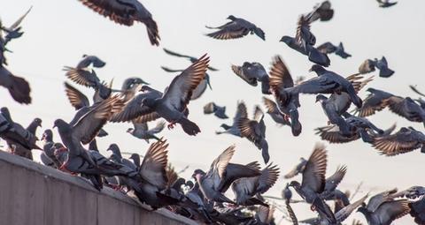 Anzeichen Vogelbefall