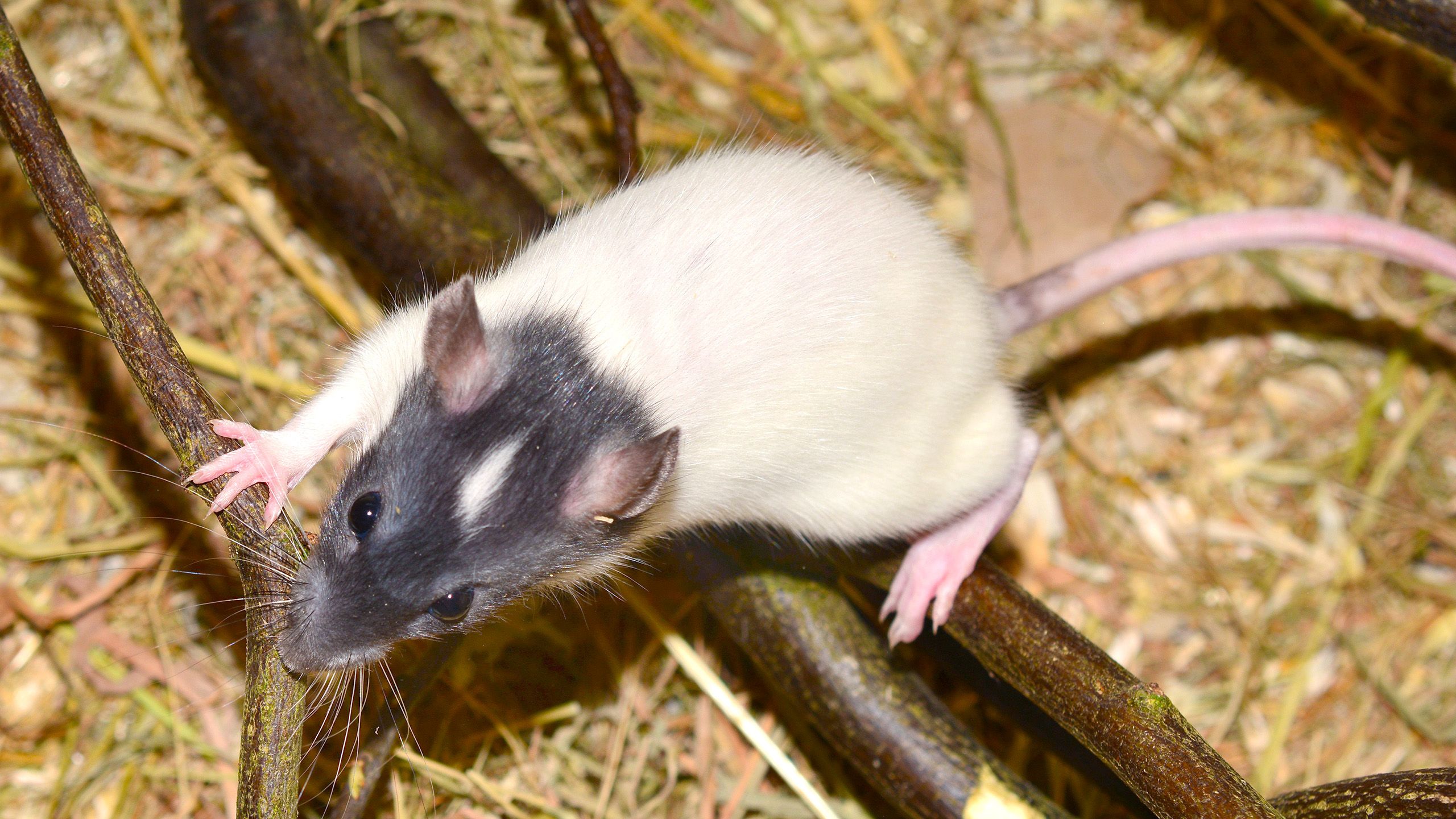 Professionelle Rattenbekämpfung in Ihrer Region von Anticimex