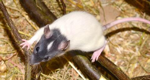 Professionelle Rattenbekämpfung in Ihrer Region von Anticimex