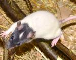 Professionelle Rattenbekämpfung in Ihrer Region von Anticimex