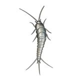 Silberfischchen
