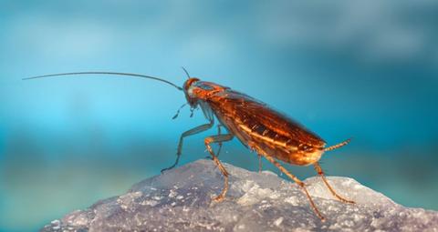 Schaben in Ihrem Zuhause oder Gebäude