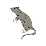 Ratten Kontrolle & Prävention