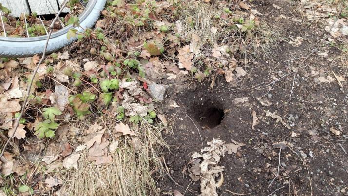 rattentunnel im garten