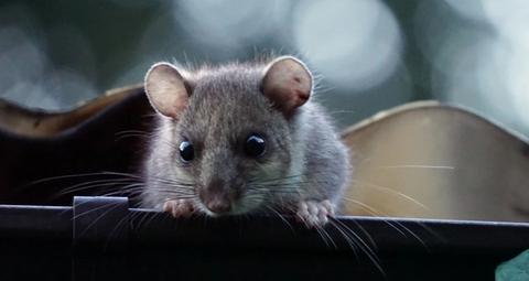 Schädlingsbekämpfung von Anticimex