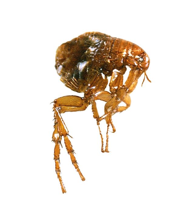 Wie wird man Flöhe los