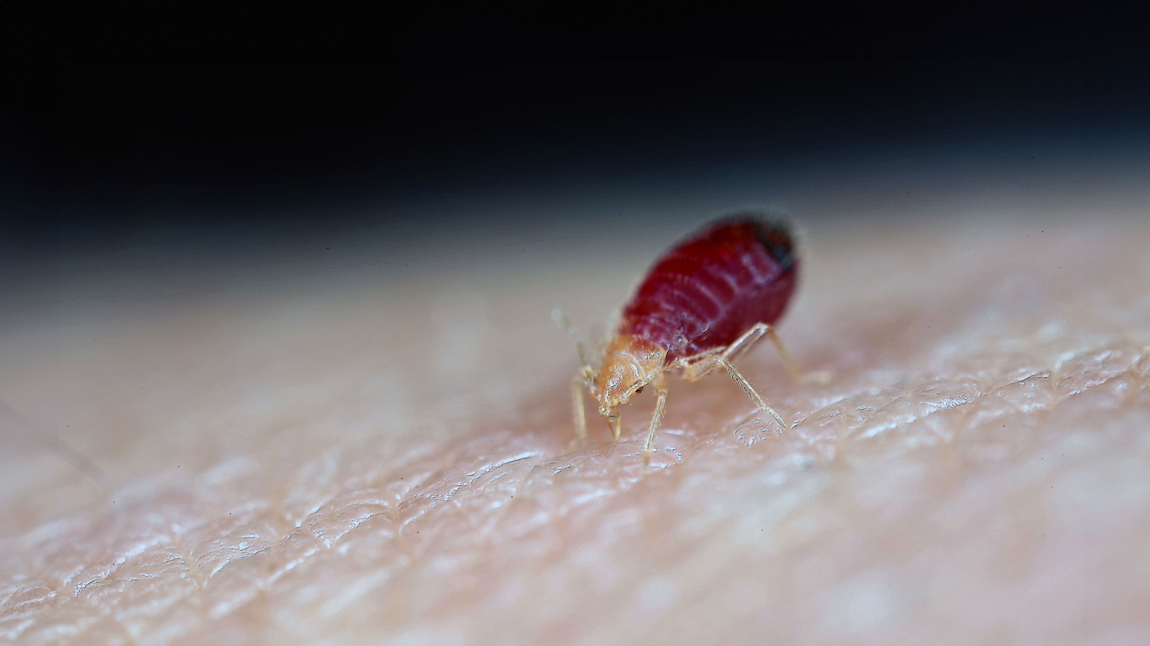 Bettwanzen vorbeugen