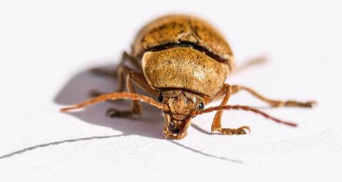 Messingkäfer loswerden