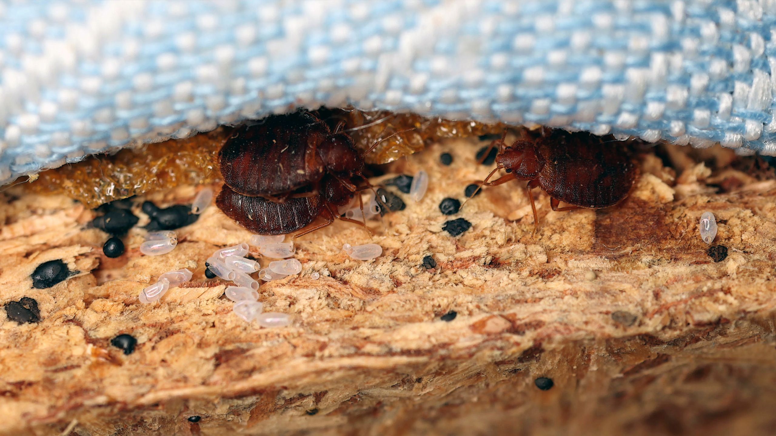 bettwanzen-verstecke-header