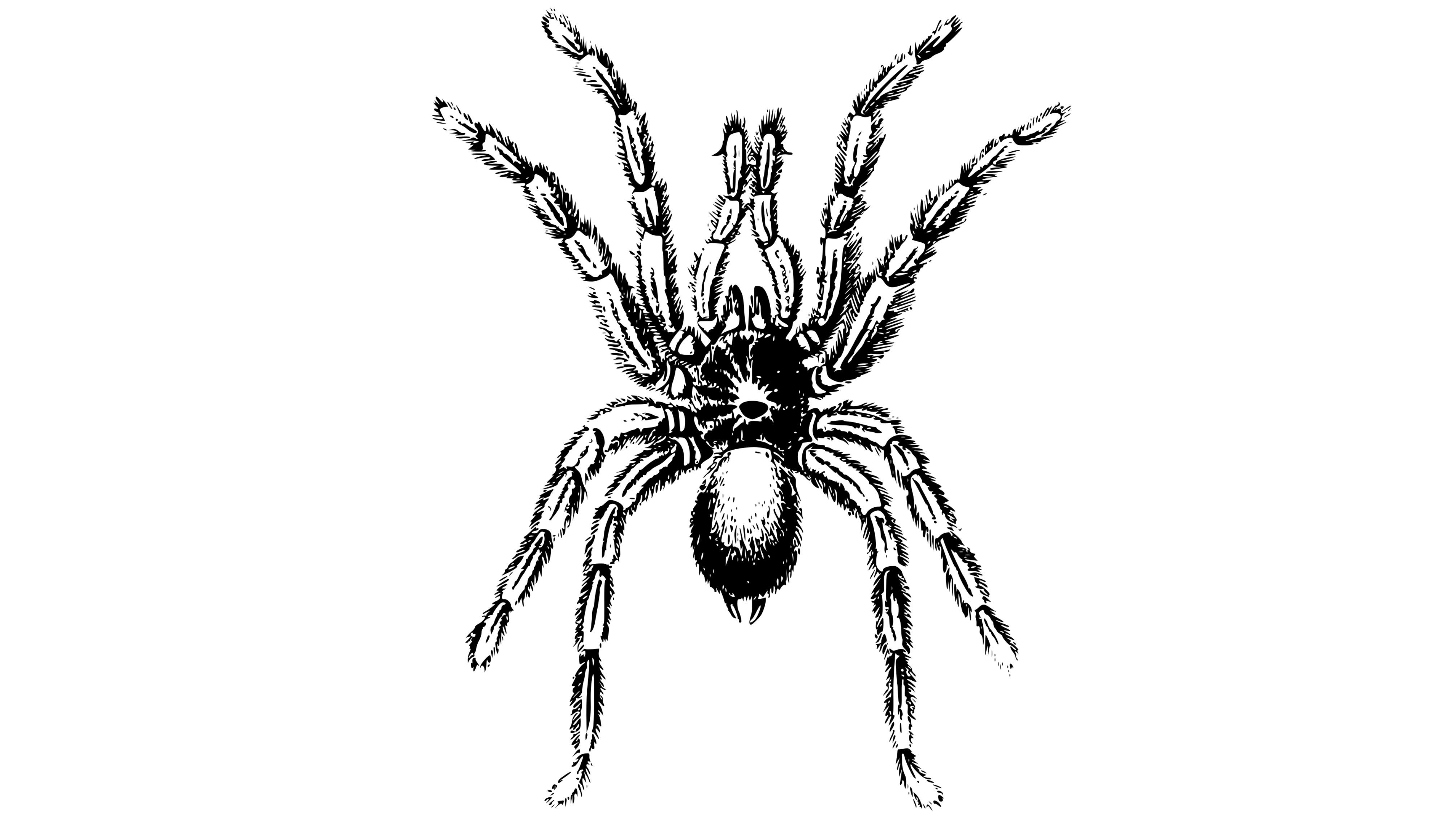 Hauswinkelspinnen loswerden