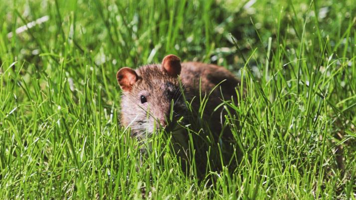 Rattenverstecke im Garten