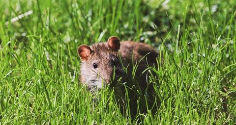 Wie man Ratten vorbeugt