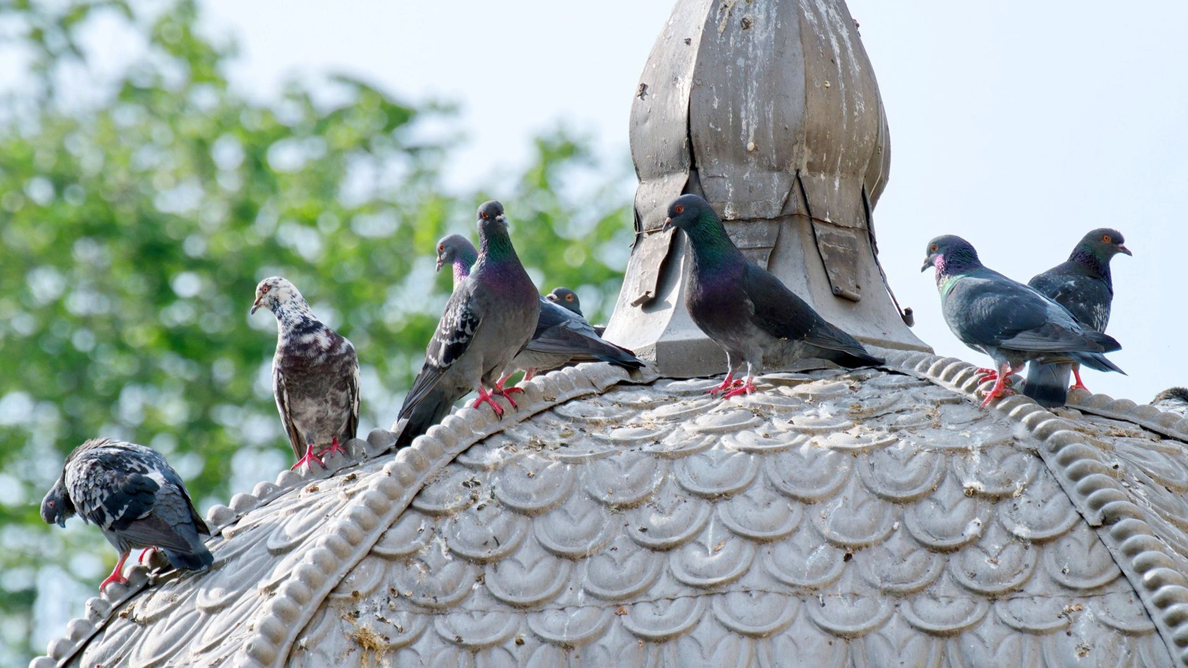 Taubenabwehr auf dem Dach