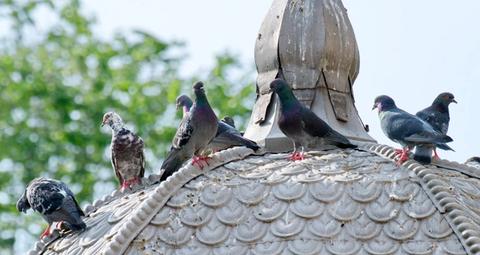 Taubenabwehr auf dem Dach