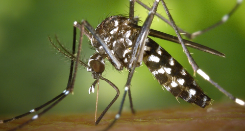 Wie kann man Mücken loswerden?