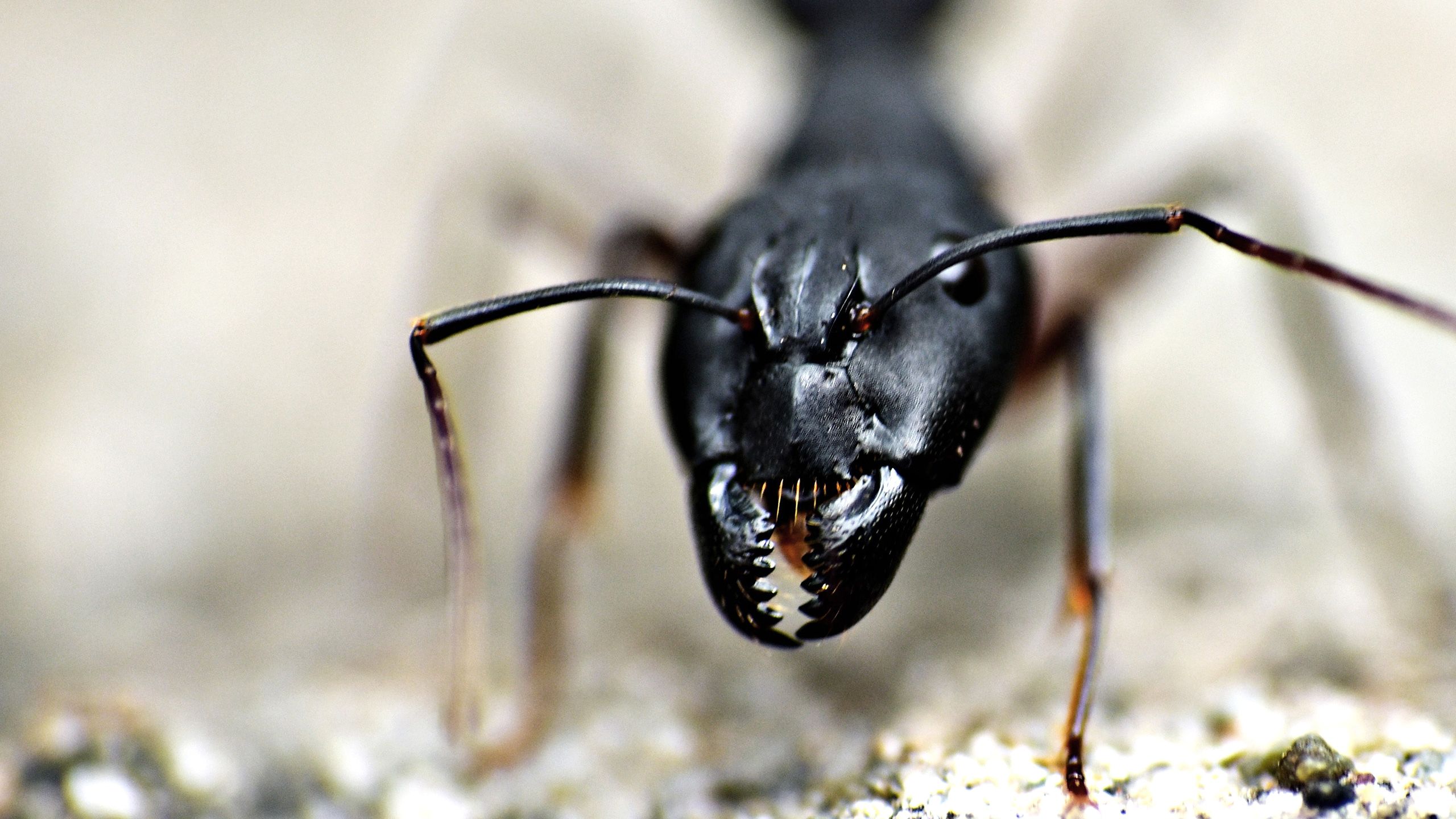 ameisen-rainer-barath-derstandard-blogheader