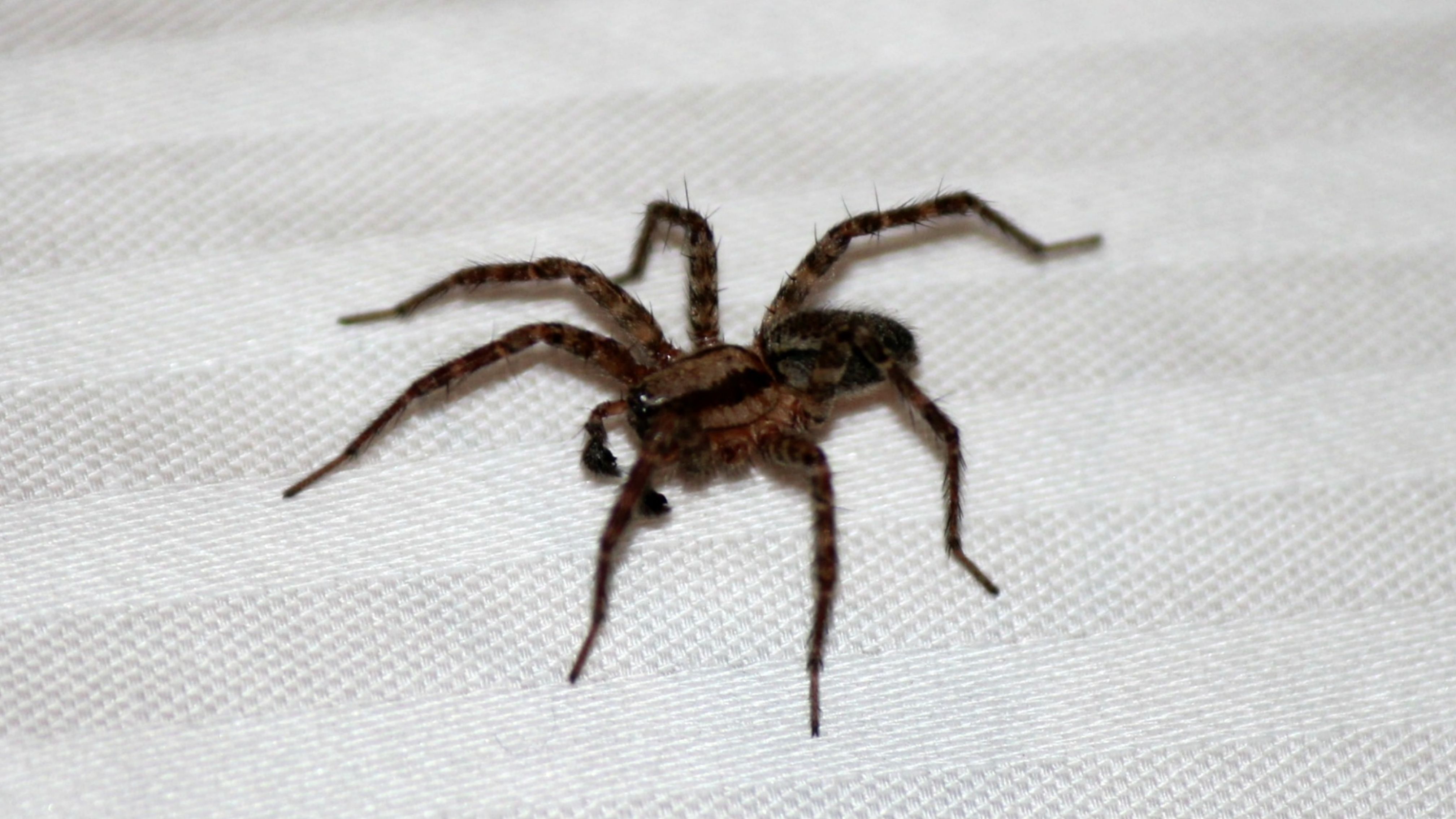 Hauswinkelspinnen loswerden