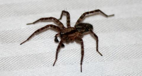 Hauswinkelspinnen loswerden