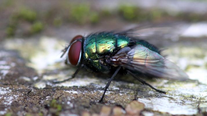 Schmeißfliege
