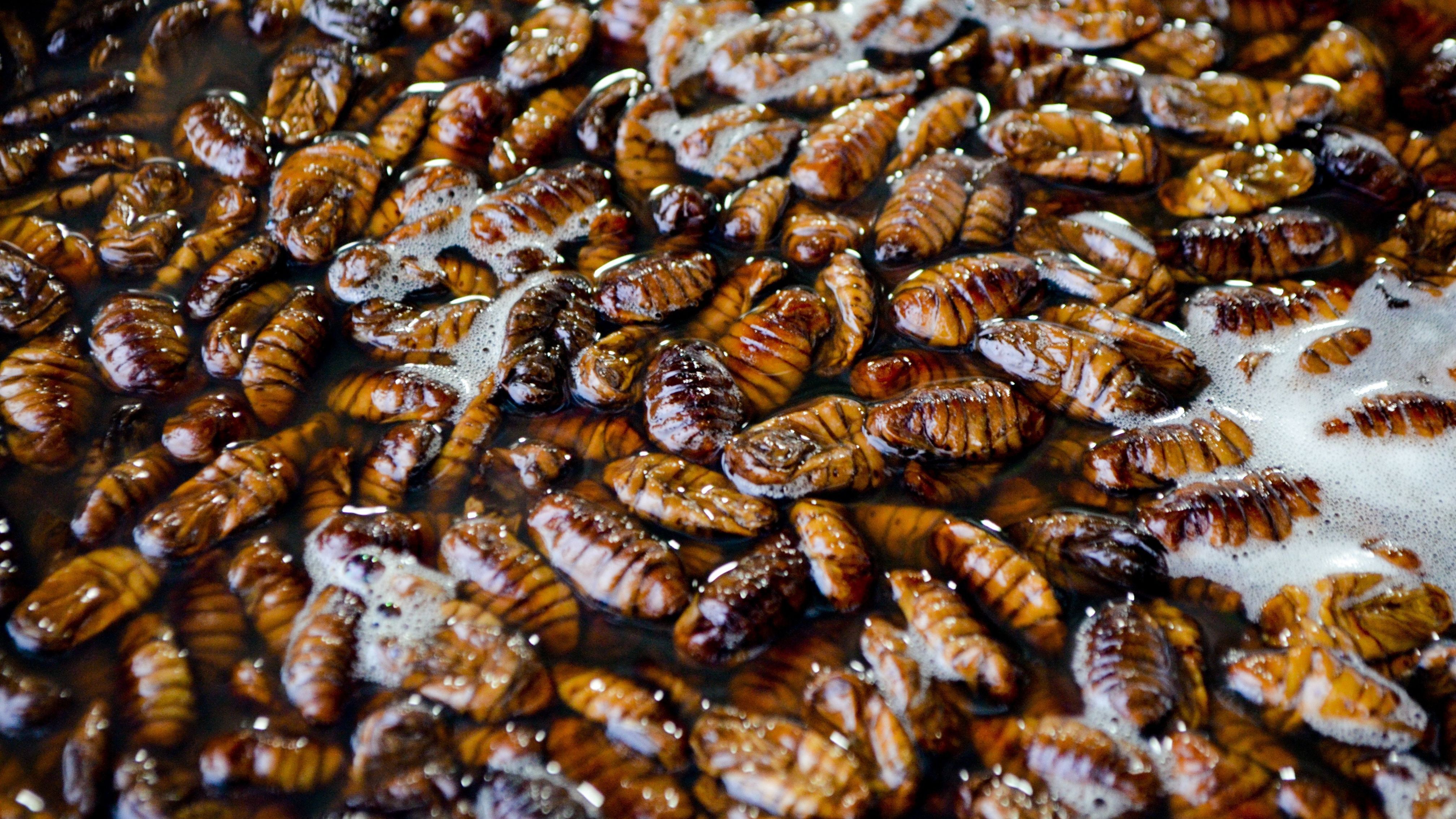 Die häufigsten Schädlinge in der Lebensmittelverarbeitungsindustrie