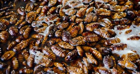 Die häufigsten Schädlinge in der Lebensmittelverarbeitungsindustrie