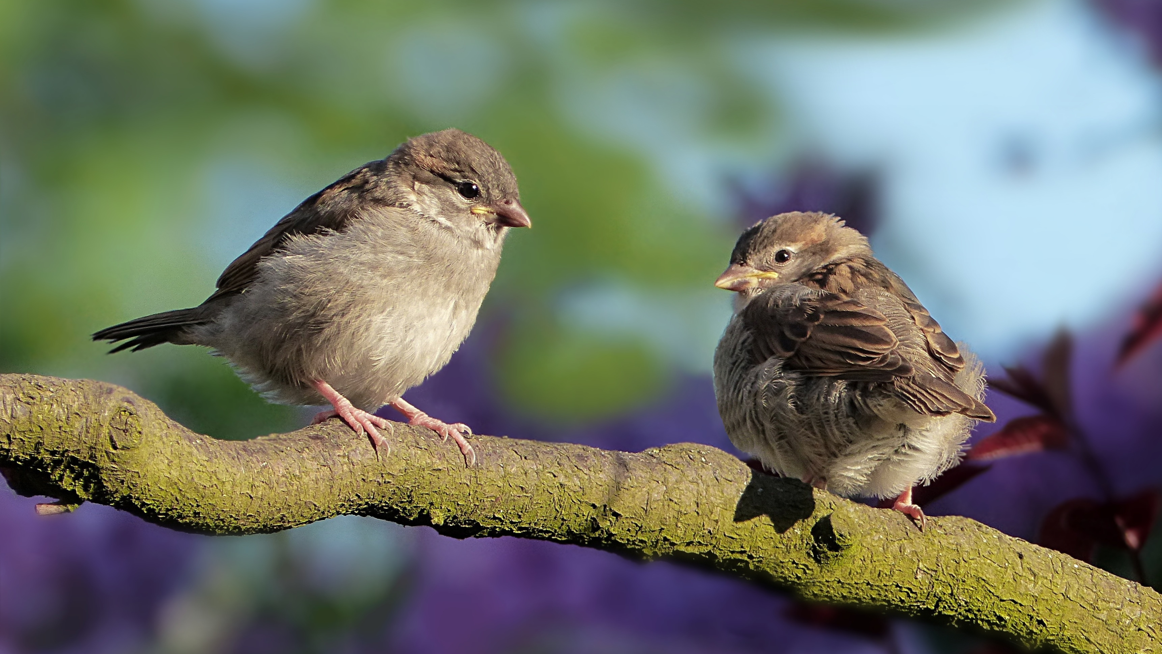 Verschmutzung durch Spatzen