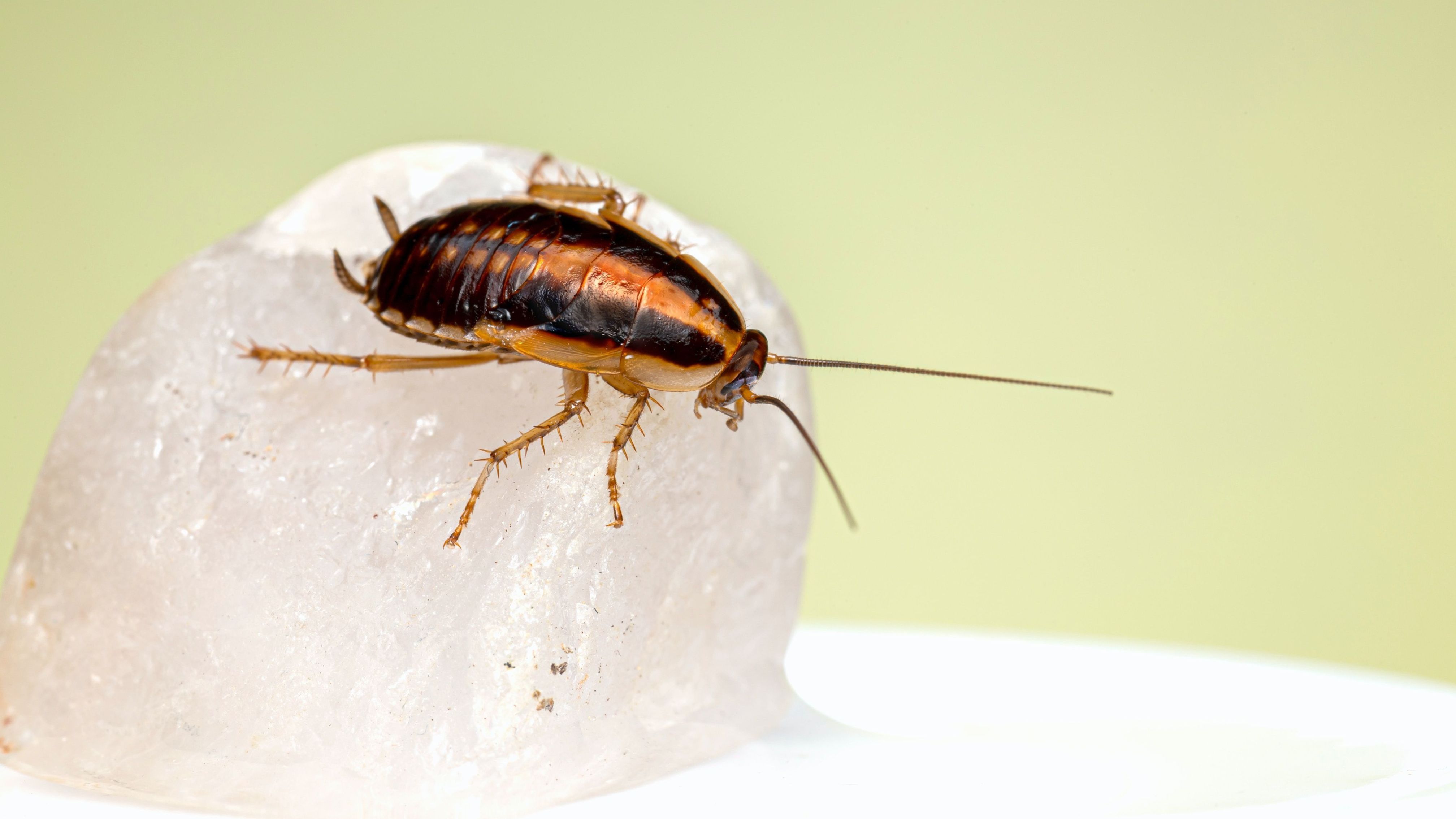 köder kakerlaken Gel-Köder-Spenderpistole für Kakerlaken. GEL-Pistole aus Kunststoff –  Pestalia