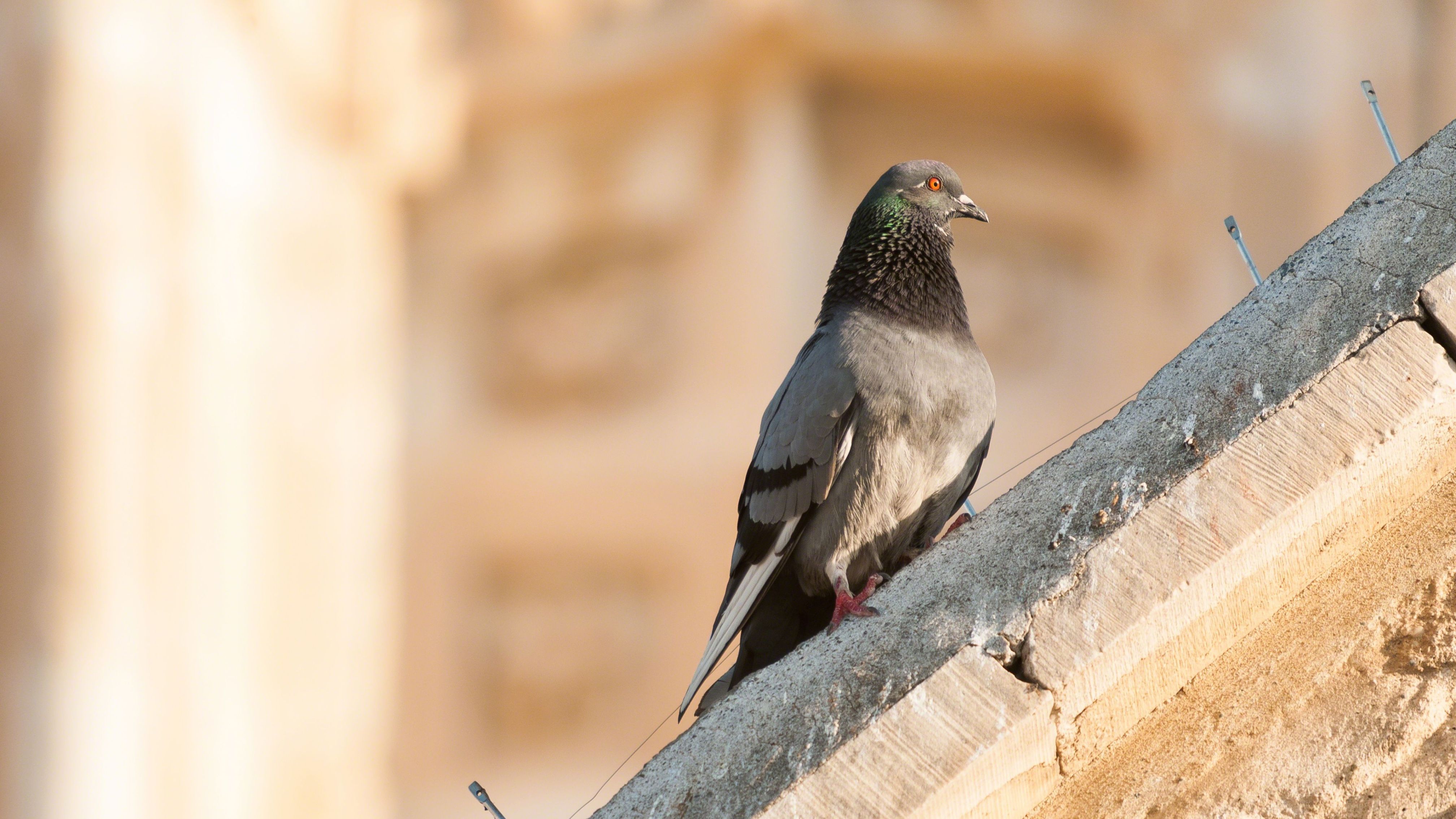 Spanndrahtsysteme gegen Tauben