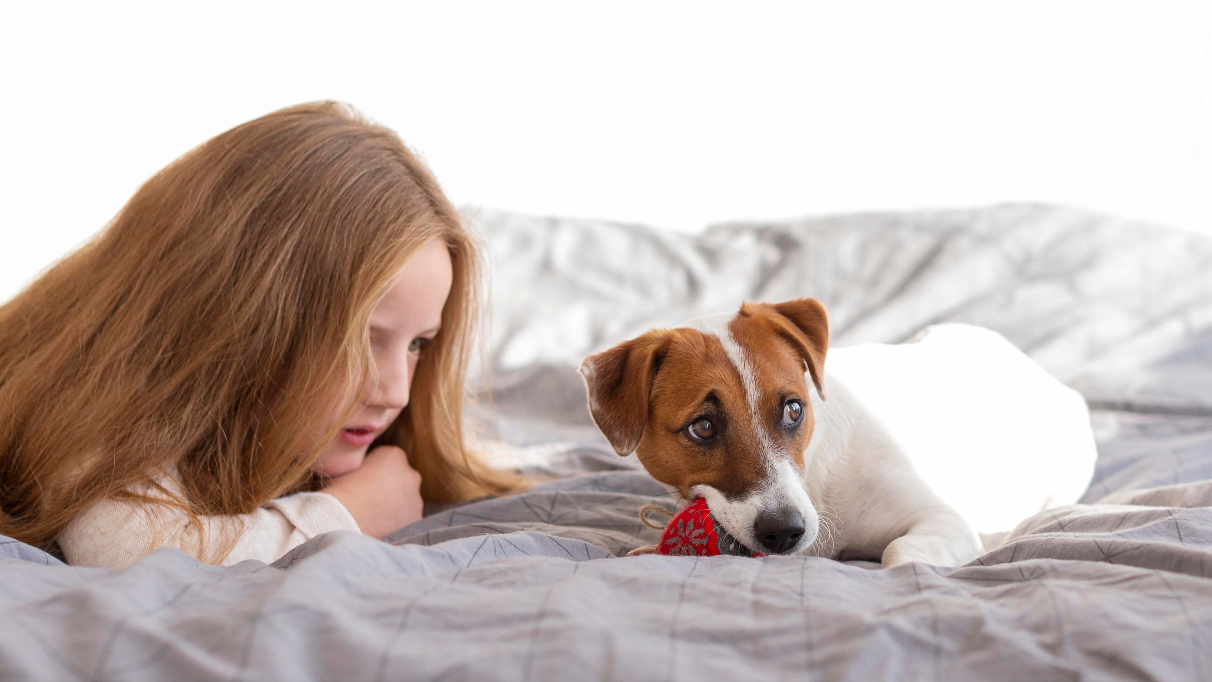 Bettwanzen-Spürhunde