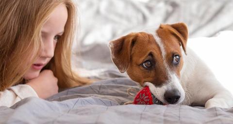 Bettwanzen-Spürhunde