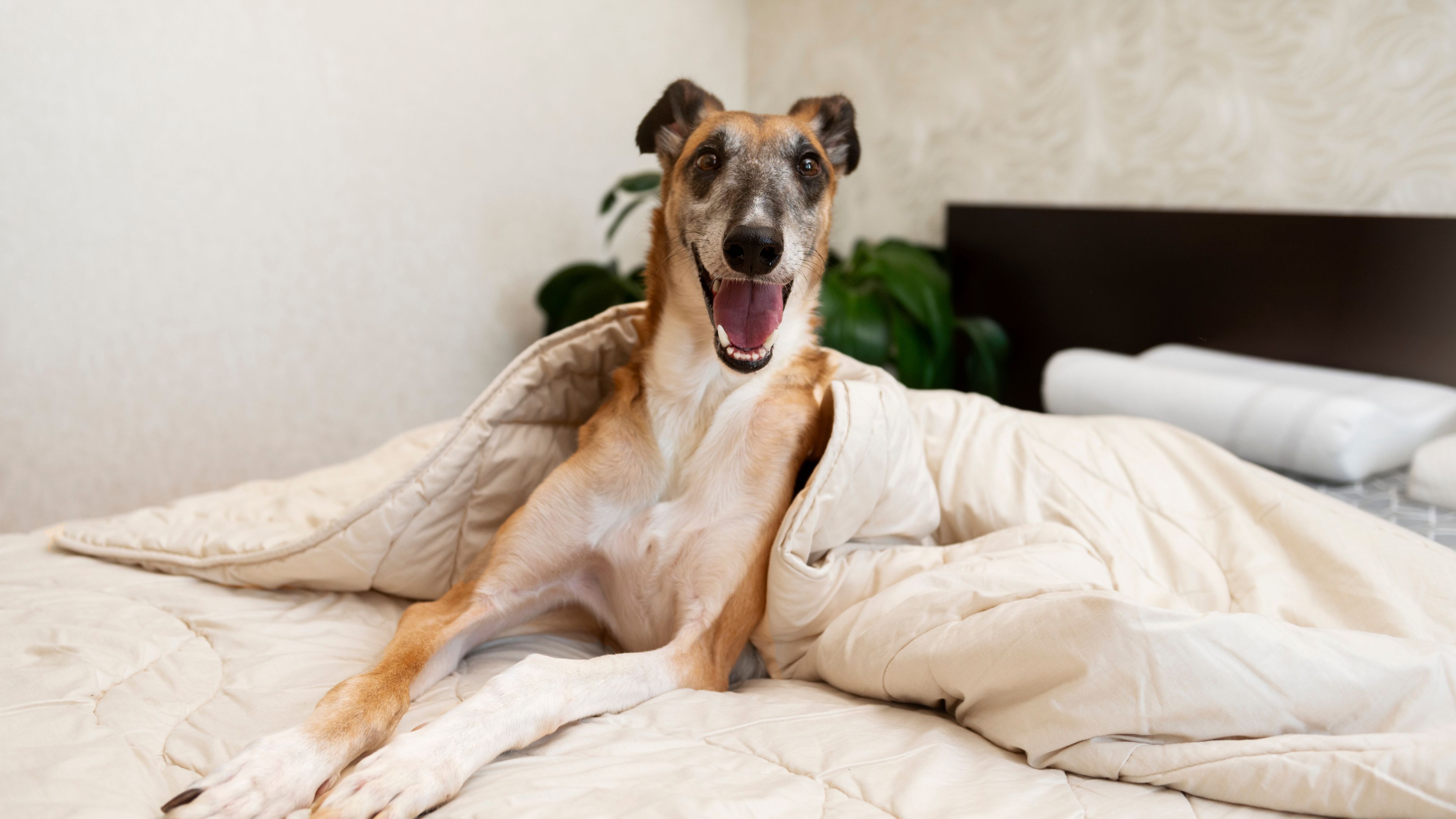 Bettwanzen-Spürhunde