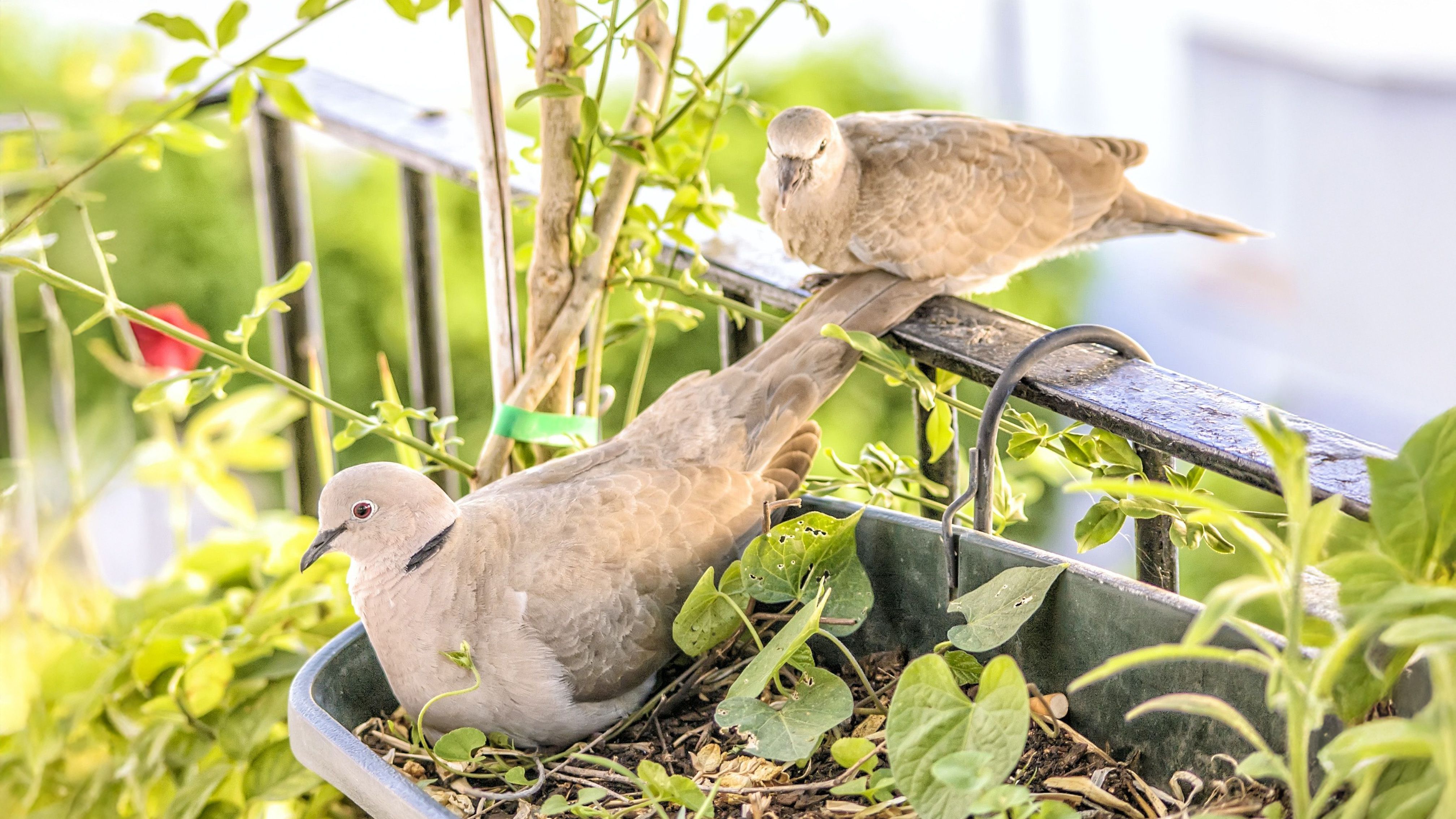 Tauben auf dem Balkon loswerden