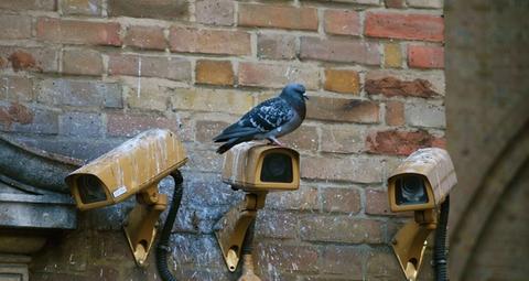 Kann Vogelkot gesundheitliche Probleme verursachen?